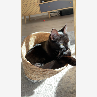 image_Visites de vos chers et tendres (chats et chiens)
