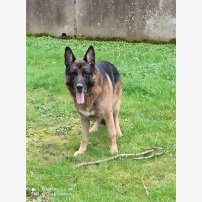 image_recherche garde de chien