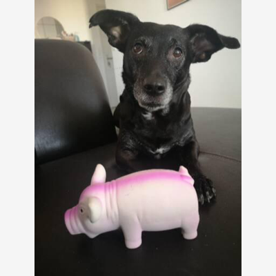 image_Garde chez pet sitter du 8 août au 14 août