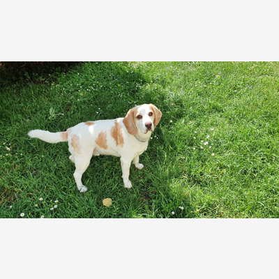 image_Garde votre chien pendant vos congés