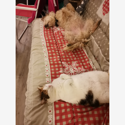 image_GARDE DE MON CHIEN