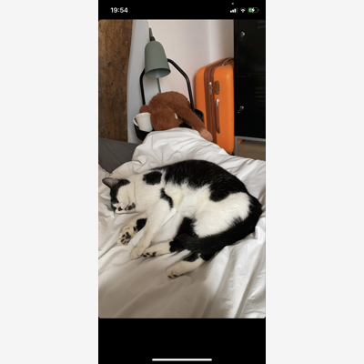 image_Cat-sitting chat