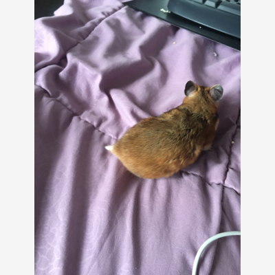 image_Je gardes vos rongeurs (lapins hamster chinchilla..)