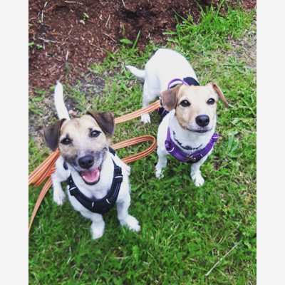 image_Visites et gardes chiens/chats