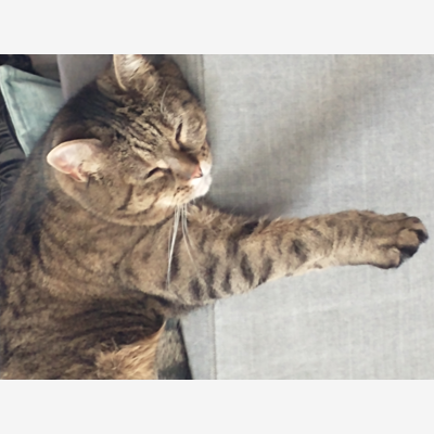 image_recherche garde chat pour août