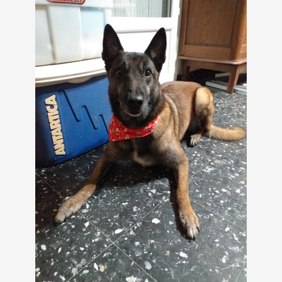 image_GARDE MALINOIS