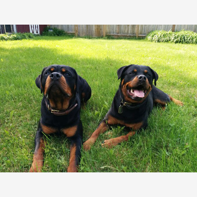 image_Garde de mes chiens