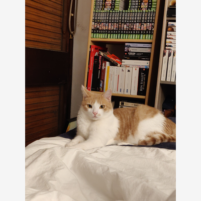 image_Garde de chat 24/07 -> 16/08
