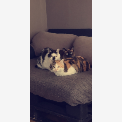 image_Je cherche un cat sitter 🐱