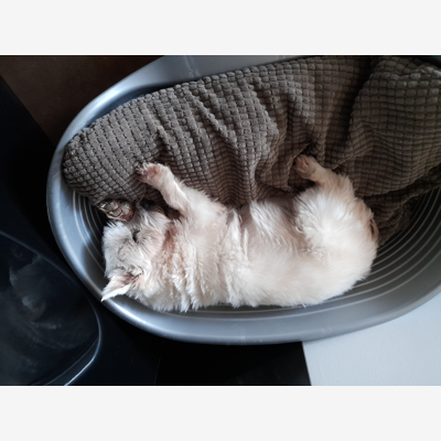 image_Garde de votre chien à notre domicile