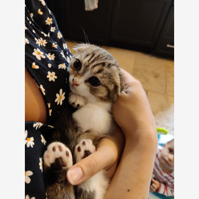 image_Garde de chat (Gaston)