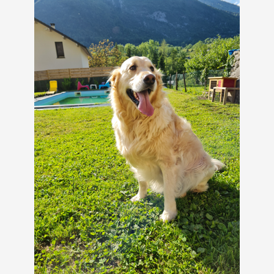 image_GARDE DE CHIENS