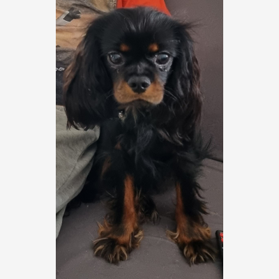 image_.Recherche garde chien pour vacance