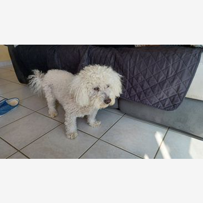image_Garde d'animaux