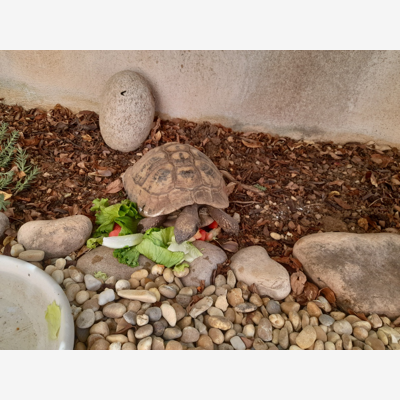 image_PETSITTING
