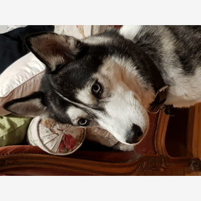 image_Garde de 5 huskys