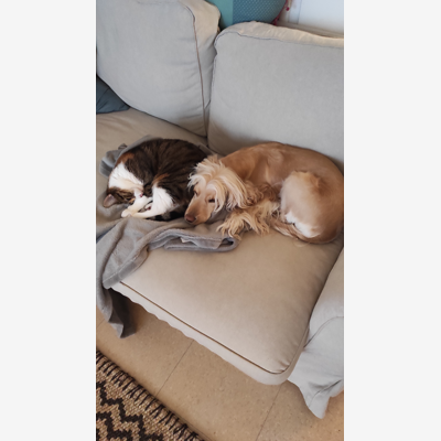 image_Recherche garde d'animaux