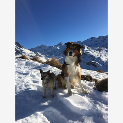 image_Propose garde chiens, chats, chevaux, poules…