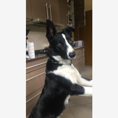 image_Recherche une garde pour mes 2 chiens adorables pour 3 semaines