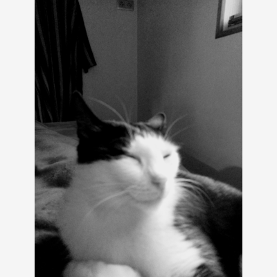 image_Beaucoup d'amour pour les animaux