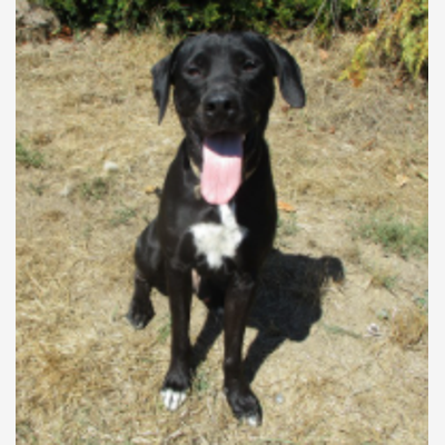 image_19 au 21 aout : Notre chien labrador/braque cherche nounou