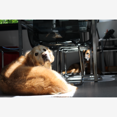 image_Recherche garde pour Golden Retriever