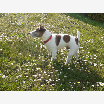 image_garde d'animaux