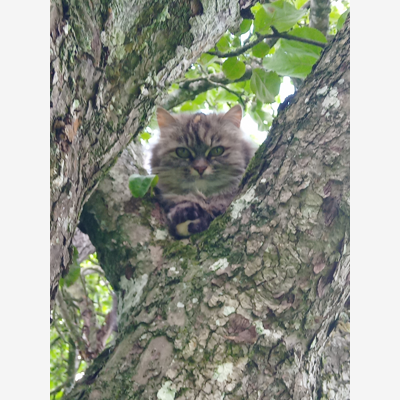 image_Garde d animaux
