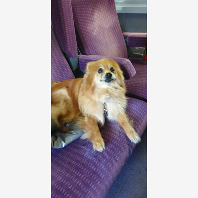 image_Chien
