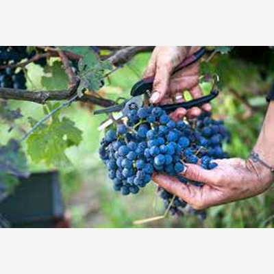 image_Vendanges