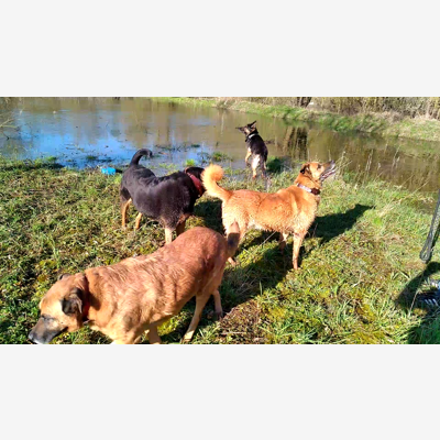 image_Vacances pour tous vos animaux