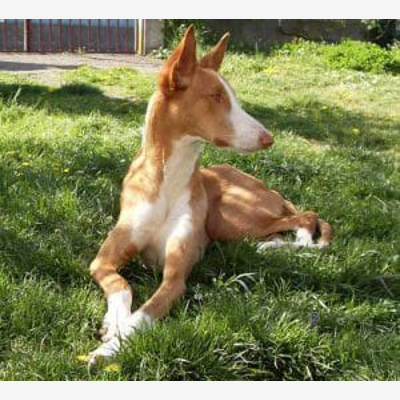 image_Garde d'animaux