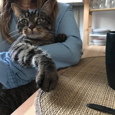 image_Recherche catsitter pour mes 3 chats
