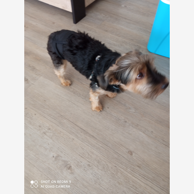 image_Recherche une personne pour garder à son domicile un Yorkshire
