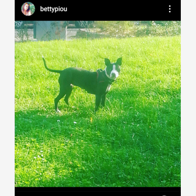 image_Garde chez petsitter du 16 au 23 août