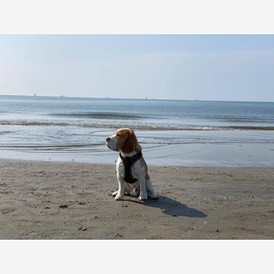 image_Cherche garde chien du 11 au 23 aout