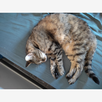image_Visite a domicile chat diabétique