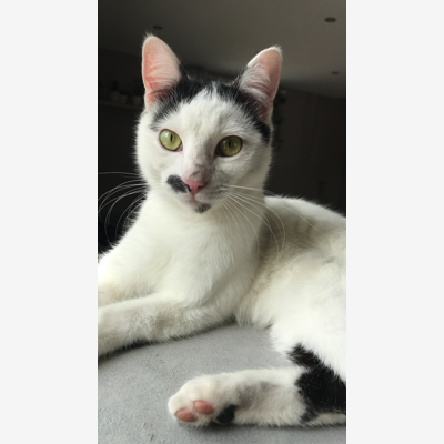 image_Recherche garde d’animaux