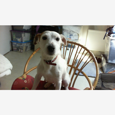 image_Propose garder chien