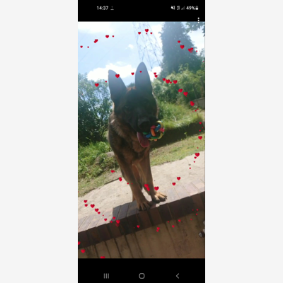 image_Cherche pour garder mon chien