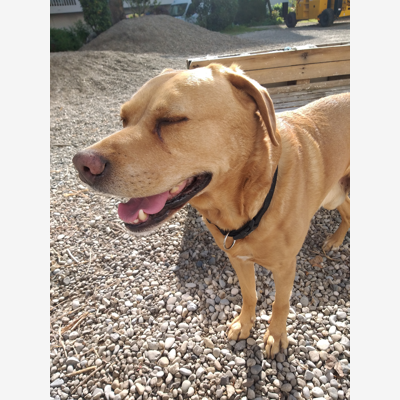 image_Gardes / Visites / promenades chiens et chats