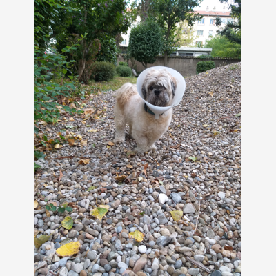 image_Gardes/Promenades/Visites chiens et chats 🐾