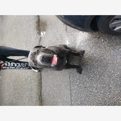 image_Gardes/Promenades/Visites chiens et chats