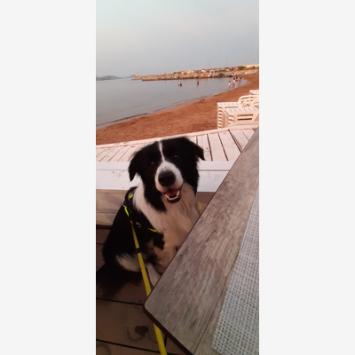 image_Garde border collie
