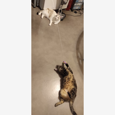 image_Garde chats et autres