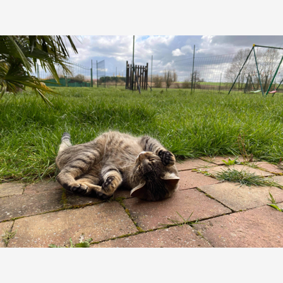 image_Le paradis des animaux