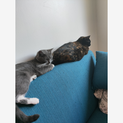 image_Garde animaux