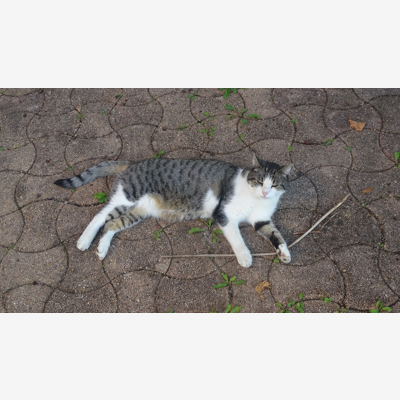 image_Visite chats dont un diabétique pour une semaine