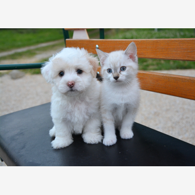 image_Garde d 'animaux chien, chat ou lapin