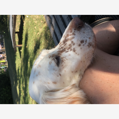image_Home dog sitting